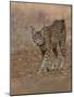 Eurasian lynx walking, Castilla La Mancha, Spain-Loic Poidevin-Mounted Photographic Print