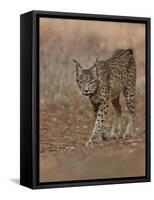 Eurasian lynx walking, Castilla La Mancha, Spain-Loic Poidevin-Framed Stretched Canvas