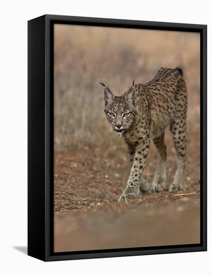 Eurasian lynx walking, Castilla La Mancha, Spain-Loic Poidevin-Framed Stretched Canvas