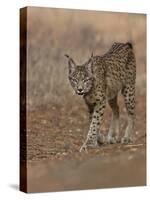 Eurasian lynx walking, Castilla La Mancha, Spain-Loic Poidevin-Stretched Canvas