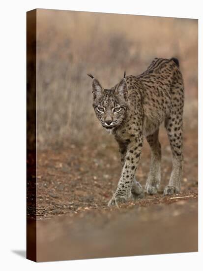 Eurasian lynx walking, Castilla La Mancha, Spain-Loic Poidevin-Stretched Canvas