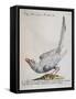 Eurasian Magpie Albino Specimen (Pica Pica), Coloured from History of Birds, 1767, Table 156-null-Framed Stretched Canvas