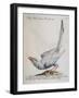 Eurasian Magpie Albino Specimen (Pica Pica), Coloured from History of Birds, 1767, Table 156-null-Framed Giclee Print