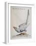 Eurasian Magpie Albino Specimen (Pica Pica), Coloured from History of Birds, 1767, Table 156-null-Framed Giclee Print