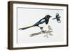 Eurasian Magpie or Common Magpie (Pica Pica), Corvidae-null-Framed Giclee Print