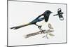 Eurasian Magpie or Common Magpie (Pica Pica), Corvidae-null-Mounted Giclee Print