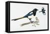 Eurasian Magpie or Common Magpie (Pica Pica), Corvidae-null-Framed Stretched Canvas