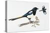 Eurasian Magpie or Common Magpie (Pica Pica), Corvidae-null-Stretched Canvas