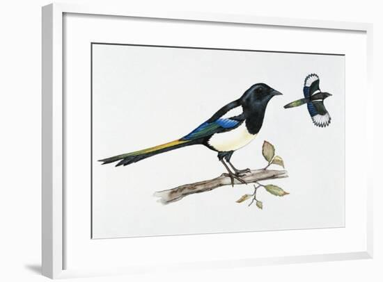 Eurasian Magpie or Common Magpie (Pica Pica), Corvidae-null-Framed Giclee Print