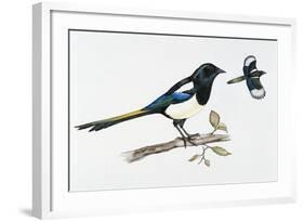 Eurasian Magpie or Common Magpie (Pica Pica), Corvidae-null-Framed Giclee Print