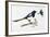Eurasian Magpie or Common Magpie (Pica Pica), Corvidae-null-Framed Giclee Print