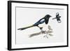 Eurasian Magpie or Common Magpie (Pica Pica), Corvidae-null-Framed Giclee Print