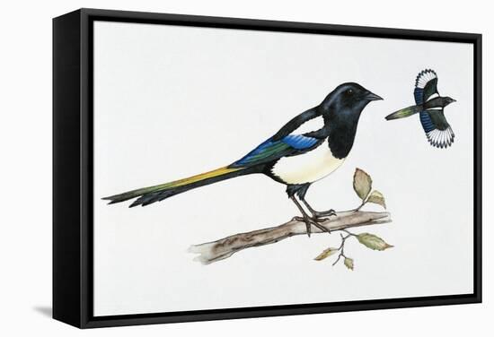 Eurasian Magpie or Common Magpie (Pica Pica), Corvidae-null-Framed Stretched Canvas