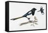 Eurasian Magpie or Common Magpie (Pica Pica), Corvidae-null-Framed Stretched Canvas