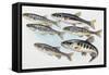 Eurasian Minnow (Phoxinus Phoxinus), Cyprinidae-null-Framed Stretched Canvas