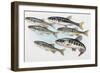 Eurasian Minnow (Phoxinus Phoxinus), Cyprinidae-null-Framed Giclee Print