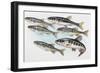 Eurasian Minnow (Phoxinus Phoxinus), Cyprinidae-null-Framed Giclee Print