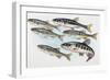 Eurasian Minnow (Phoxinus Phoxinus), Cyprinidae-null-Framed Giclee Print