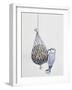 Eurasian Nuthatch or Nuthatch (Sitta Europaea), Sittidae-null-Framed Giclee Print