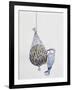 Eurasian Nuthatch or Nuthatch (Sitta Europaea), Sittidae-null-Framed Giclee Print