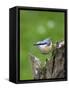 Eurasian Nuthatch (Sitta Europaea), Bielefeld, Germany-Thorsten Milse-Framed Stretched Canvas