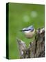 Eurasian Nuthatch (Sitta Europaea), Bielefeld, Germany-Thorsten Milse-Stretched Canvas