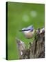 Eurasian Nuthatch (Sitta Europaea), Bielefeld, Germany-Thorsten Milse-Stretched Canvas