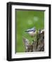 Eurasian Nuthatch (Sitta Europaea), Bielefeld, Germany-Thorsten Milse-Framed Photographic Print