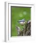 Eurasian Nuthatch (Sitta Europaea), Bielefeld, Germany-Thorsten Milse-Framed Photographic Print