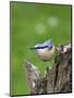 Eurasian Nuthatch (Sitta Europaea), Bielefeld, Germany-Thorsten Milse-Mounted Photographic Print