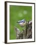 Eurasian Nuthatch (Sitta Europaea), Bielefeld, Germany-Thorsten Milse-Framed Photographic Print