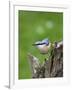 Eurasian Nuthatch (Sitta Europaea), Bielefeld, Germany-Thorsten Milse-Framed Photographic Print