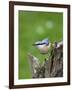 Eurasian Nuthatch (Sitta Europaea), Bielefeld, Germany-Thorsten Milse-Framed Photographic Print