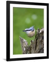 Eurasian Nuthatch (Sitta Europaea), Bielefeld, Germany-Thorsten Milse-Framed Photographic Print