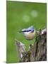 Eurasian Nuthatch (Sitta Europaea), Bielefeld, Germany-Thorsten Milse-Mounted Photographic Print