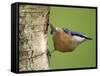 Eurasian Nuthatch, (Sitta Europaea), Bielefeld, Nordrhein Westfalen, Germany-Thorsten Milse-Framed Stretched Canvas