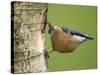 Eurasian Nuthatch, (Sitta Europaea), Bielefeld, Nordrhein Westfalen, Germany-Thorsten Milse-Stretched Canvas