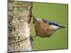 Eurasian Nuthatch, (Sitta Europaea), Bielefeld, Nordrhein Westfalen, Germany-Thorsten Milse-Mounted Photographic Print