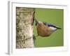 Eurasian Nuthatch, (Sitta Europaea), Bielefeld, Nordrhein Westfalen, Germany-Thorsten Milse-Framed Photographic Print