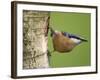 Eurasian Nuthatch, (Sitta Europaea), Bielefeld, Nordrhein Westfalen, Germany-Thorsten Milse-Framed Photographic Print