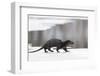 Eurasian otter walking over partly frozen lake, Finland-Jussi Murtosaari-Framed Photographic Print