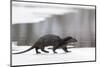 Eurasian otter walking over partly frozen lake, Finland-Jussi Murtosaari-Mounted Photographic Print