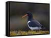 Eurasian Oystercatcher (Common Pied Oystercatcher) (Haematopus Ostralegus), Iceland, Polar Regions-James Hager-Framed Stretched Canvas