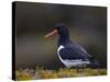 Eurasian Oystercatcher (Common Pied Oystercatcher) (Haematopus Ostralegus), Iceland, Polar Regions-James Hager-Stretched Canvas