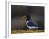 Eurasian Oystercatcher (Common Pied Oystercatcher) (Haematopus Ostralegus), Iceland, Polar Regions-James Hager-Framed Photographic Print