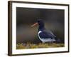 Eurasian Oystercatcher (Common Pied Oystercatcher) (Haematopus Ostralegus), Iceland, Polar Regions-James Hager-Framed Photographic Print