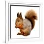 Eurasian Red Squirrel in Front of A White Background-nelik-Framed Premium Photographic Print