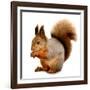 Eurasian Red Squirrel in Front of A White Background-nelik-Framed Premium Photographic Print