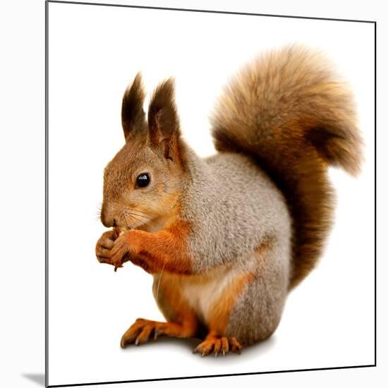 Eurasian Red Squirrel in Front of A White Background-nelik-Mounted Premium Photographic Print