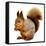 Eurasian Red Squirrel in Front of A White Background-nelik-Framed Stretched Canvas